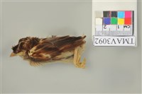 藏品(麻雀)的圖片